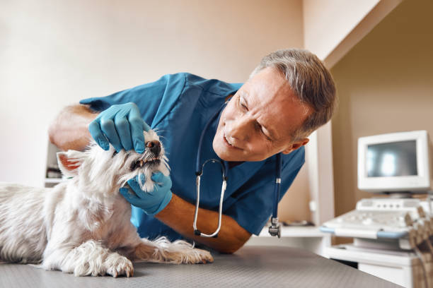 Best Weekend Emergency Dentist in Smithville Sanders, IN
